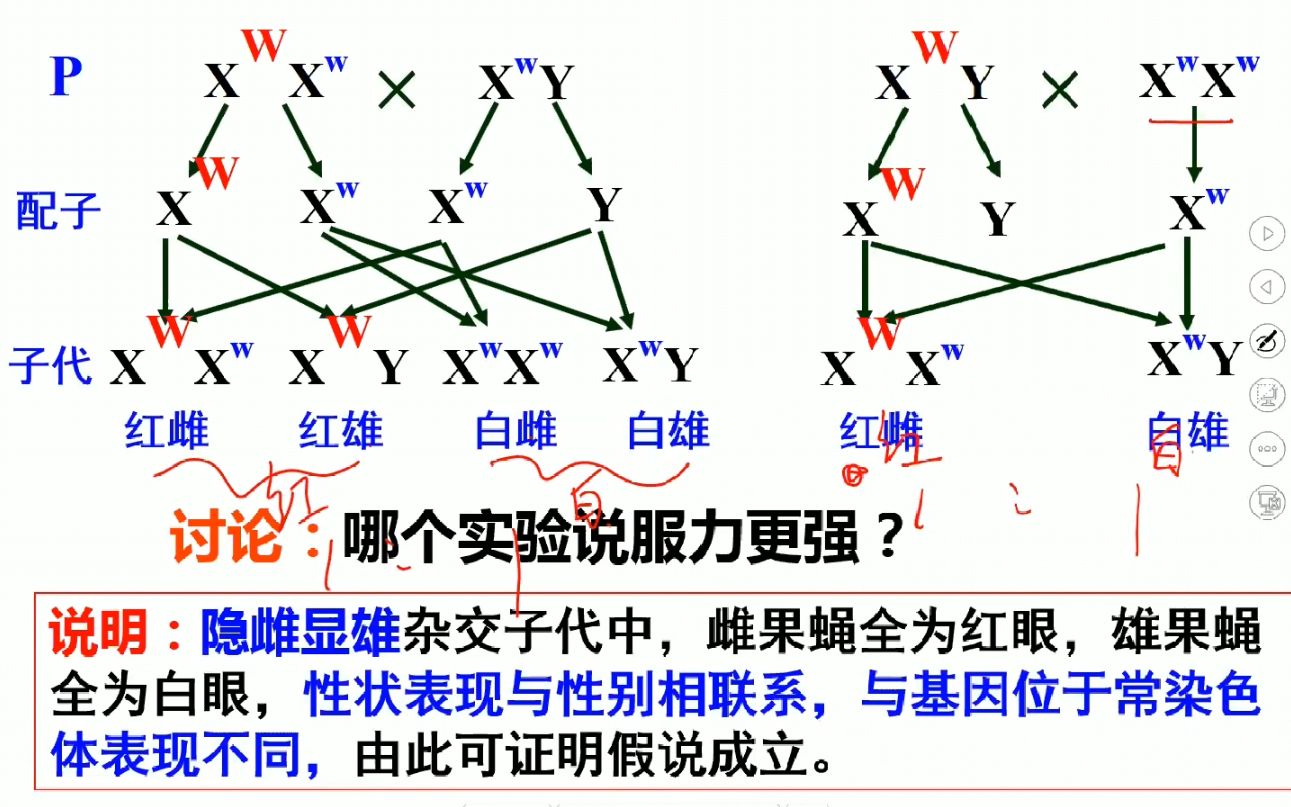 活动   生物 摩尔更设计的测交实验