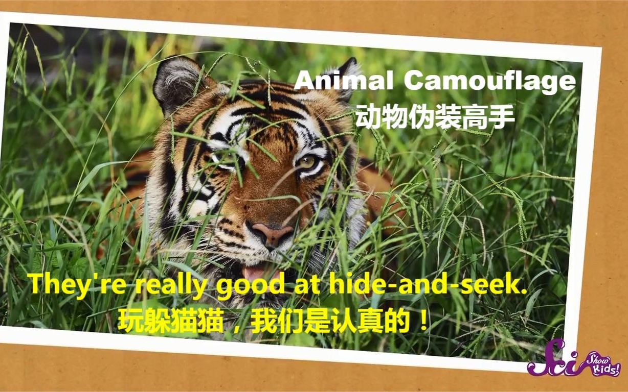 [图]Camouflage | Animal Hide & Seek by Scishow Kids