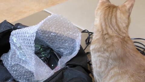 猫22匹在籍 恵比寿の猫カフェ ニャフェメランジェ とある1日の昼下がり 16 12 1 哔哩哔哩 Bilibili 猫22匹在籍 恵比寿の猫カフェ ニャフェメランジェ とある1日の昼下がり 16 12 1 哔哩哔哩 Bilibili