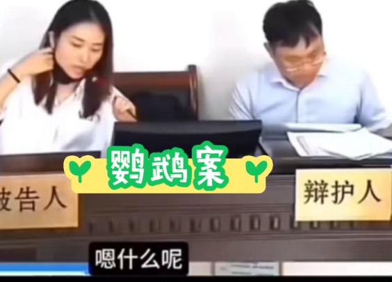 鹦鹉案 # 庭审直击 # 法庭辩论哔哩哔哩bilibili