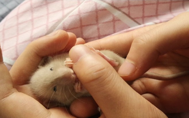 活动作品暹罗花枝鼠臭妹妹好怀念你小时候乖巧的样子