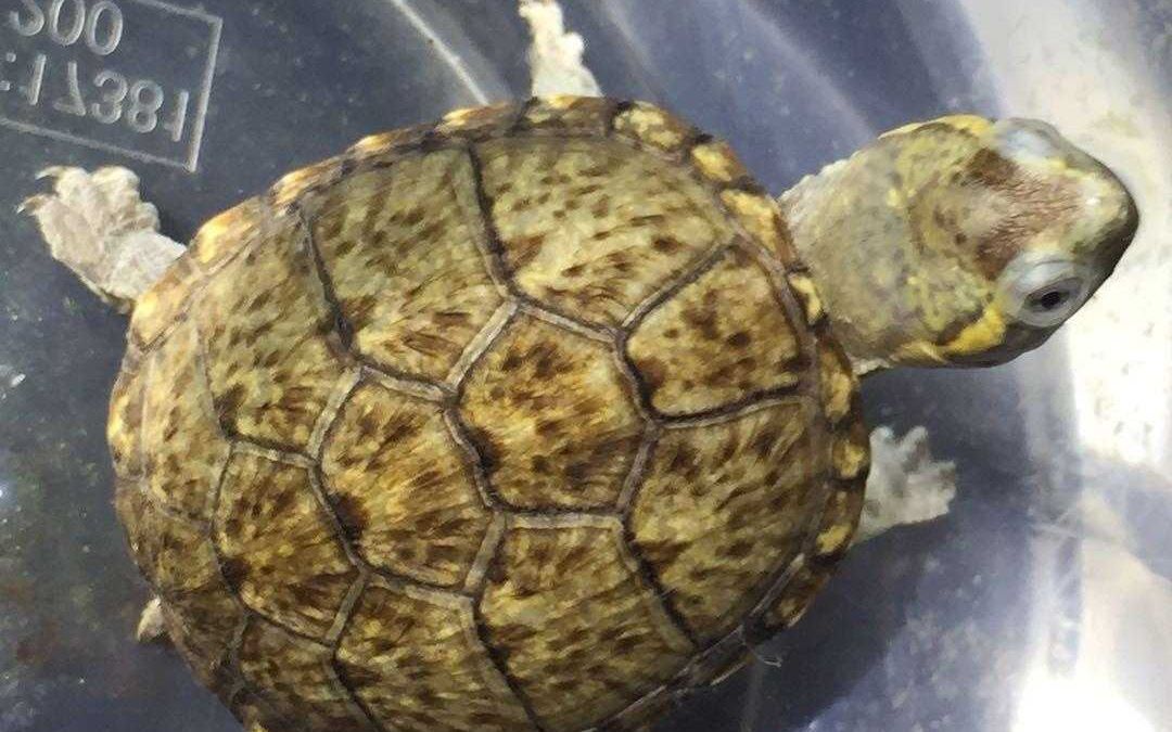 头盔蛋龟开箱超可爱精品头盔苗