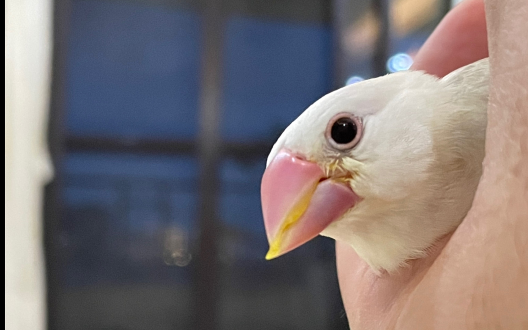 活动作品文鸟小白文的嘴长成了地包天