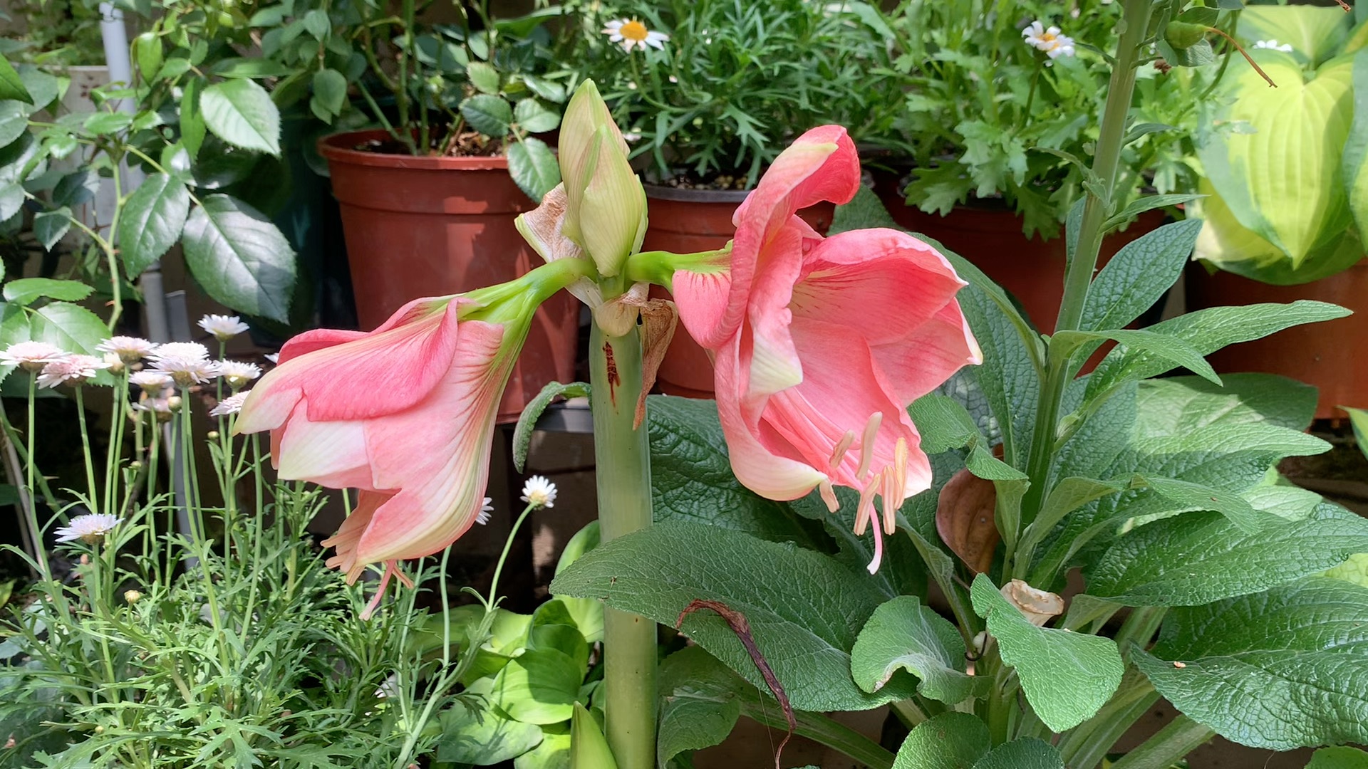 【楼底小花园】这个品种叫罗莎莉哦 朱顶红时间