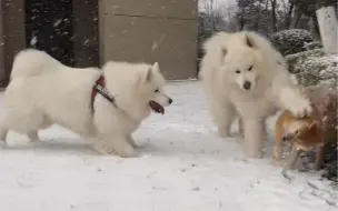 Download Video: 下雪天就是我们雪橇犬的天下！柴犬惨遭萨摩耶雪地霸凌！