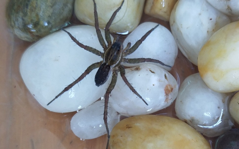 未知豹蛛捕食_哔哩哔哩 (゜-゜)つロ 干杯~-bilibili