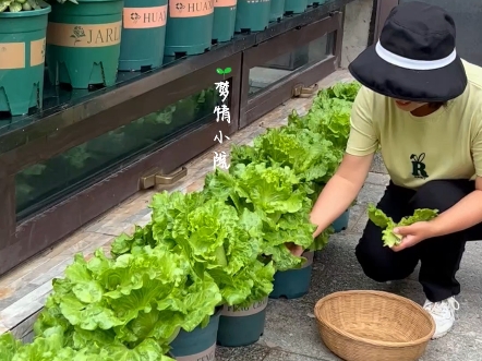 花盆油桶种菜,我推荐您种意大利生菜哔哩哔哩bilibili