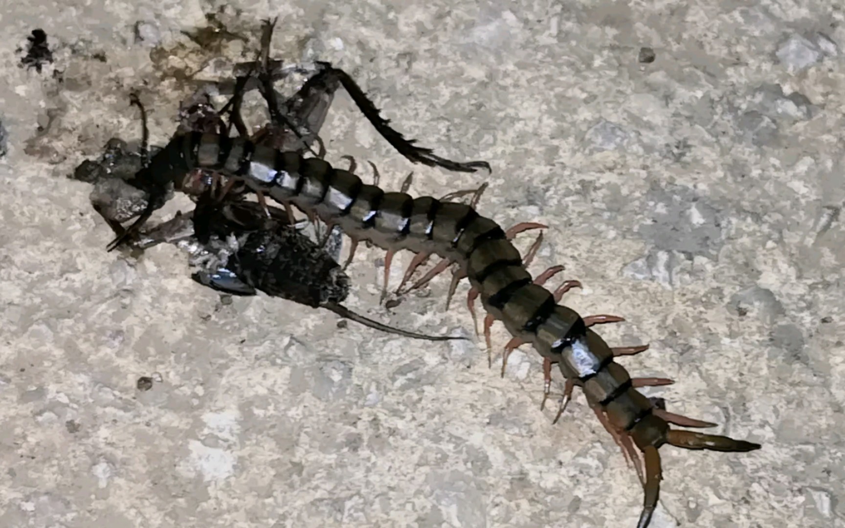 马路上捡食的粉腿赤蜈蚣