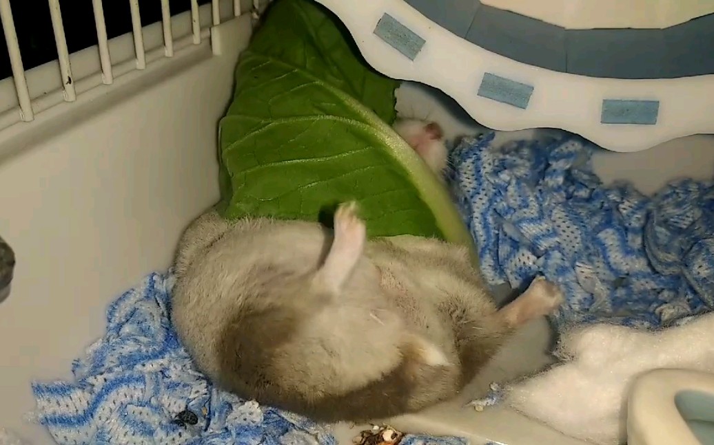 解锁新姿势边睡边吃减肥这辈子都不可能减肥的了