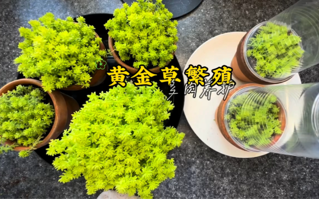 多肉植物黄金草,如何繁殖?哔哩哔哩bilibili