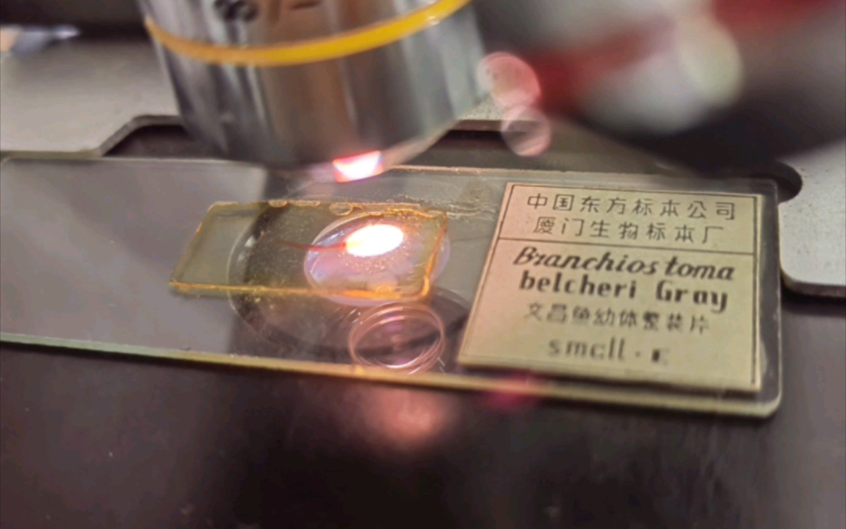 显微镜下观察——文昌鱼幼体整装片