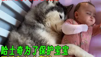 哈士奇为了保护宝宝，不惜和主人翻脸，这只哈士奇真是太宠娃了！