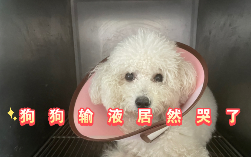 狗狗輸液哭了一隻因為胃腸炎而入院輸液的比熊犬