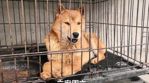 中华田园犬 时隔四个月 回老家看看小美人狗 哔哩哔哩