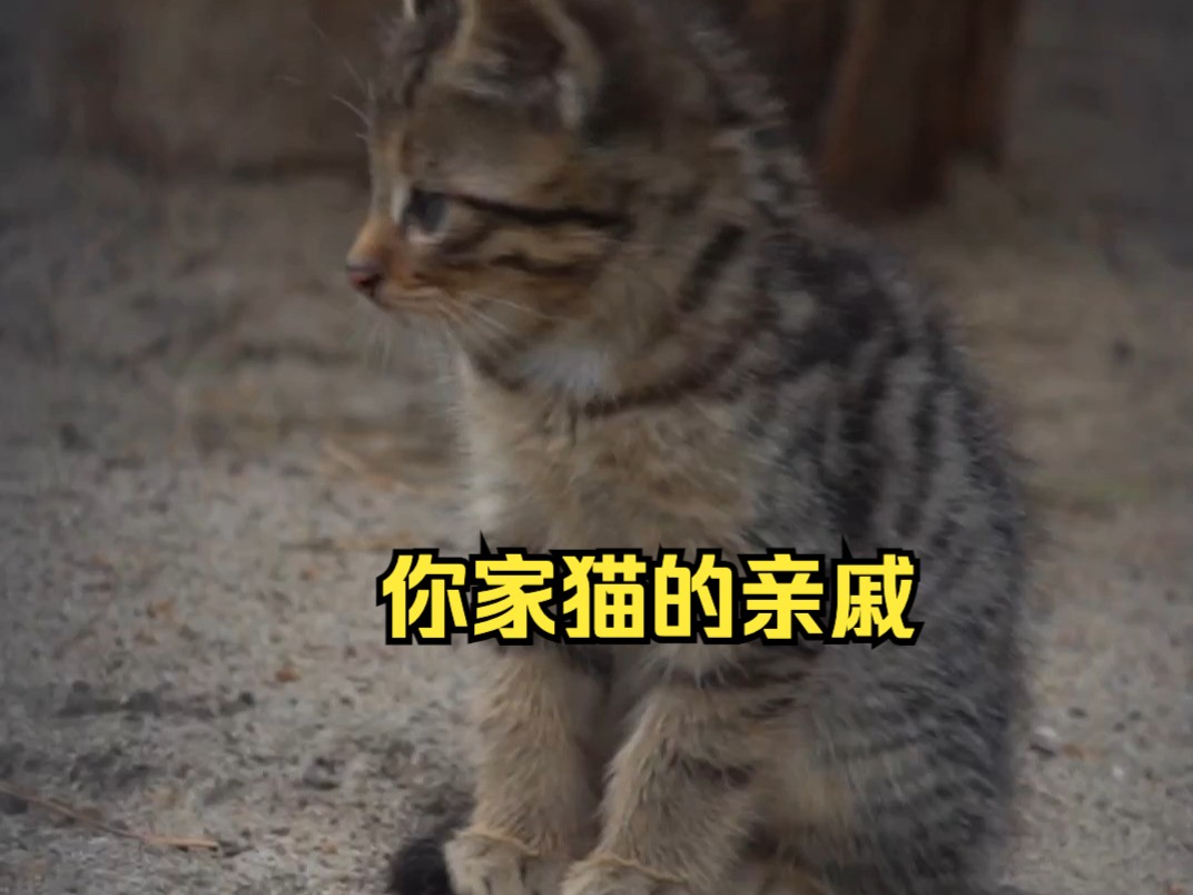 以防你没有见过斑猫哔哩哔哩bilibili