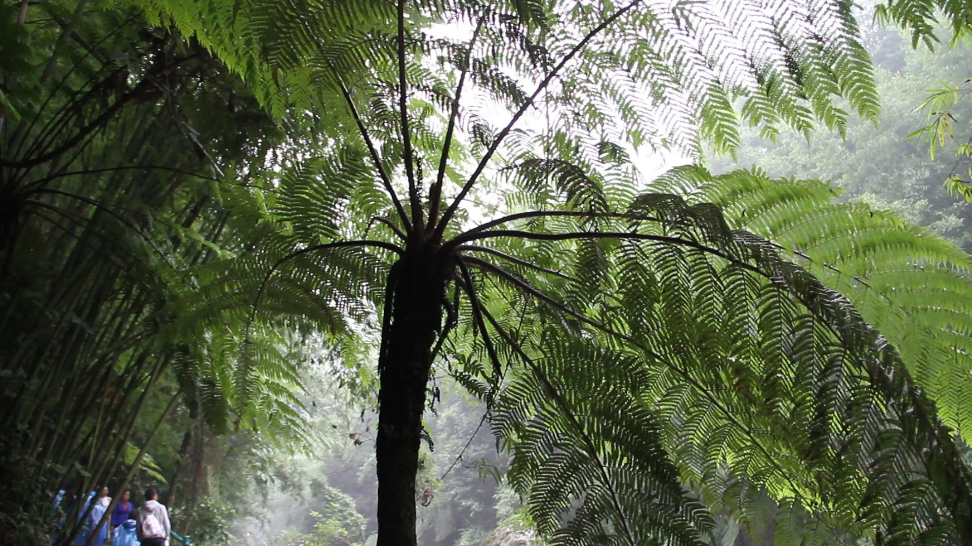 国家一级保护植物长什么样?桫椤