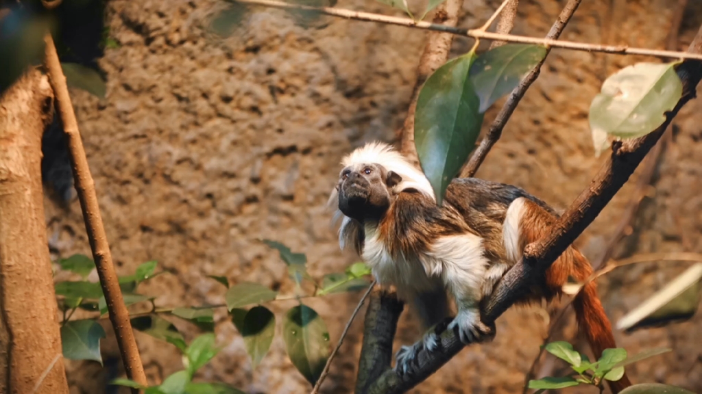 南京红山动物园冈瓦纳展区