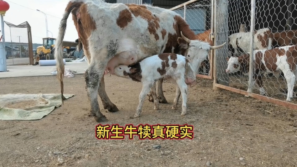 这个新生牛犊真硬实,毛没干就站起来找奶吃,它自己能吃上奶吗?哔哩哔哩bilibili