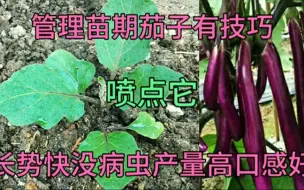 Download Video: 管理有机茄子，给它喷点东西，茄子长势快没病虫害产量高口感好