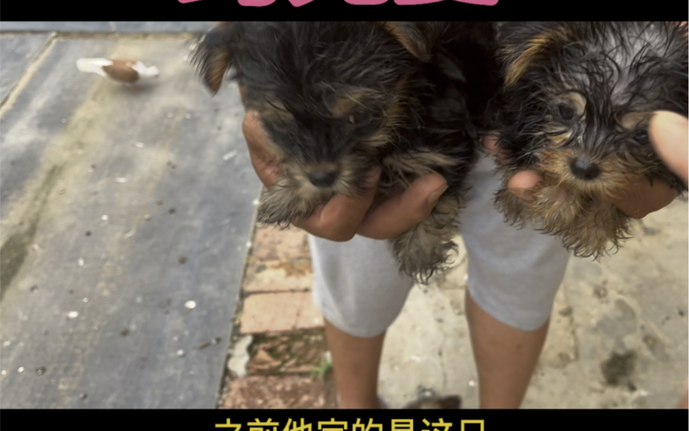 约克夏,价格比较高的小型犬哔哩哔哩bilibili