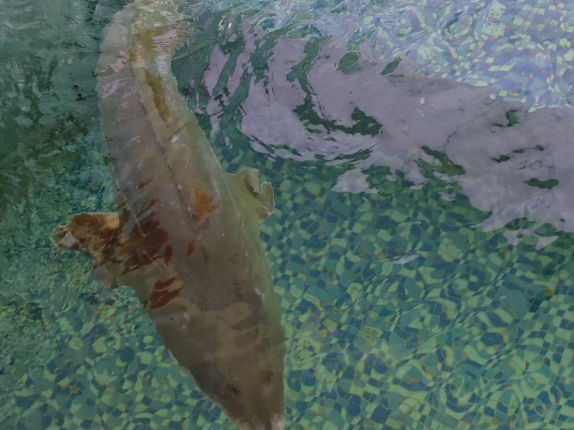 朋友在三峡纪念园拍的"中华鲟",这分明不达乌尔鳇吗,官方你不地道啊