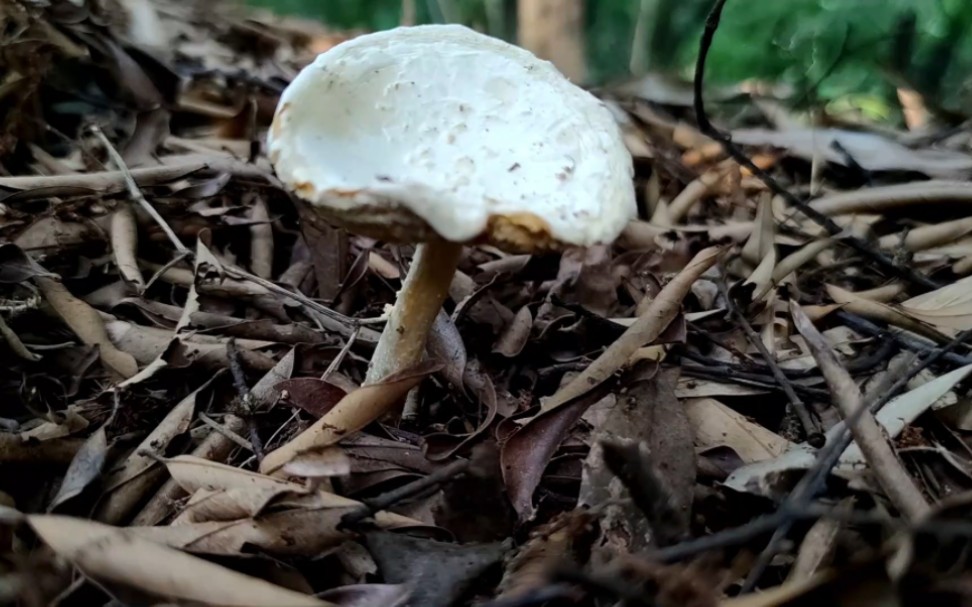 异味鹅膏——摄于广州筲箕窝