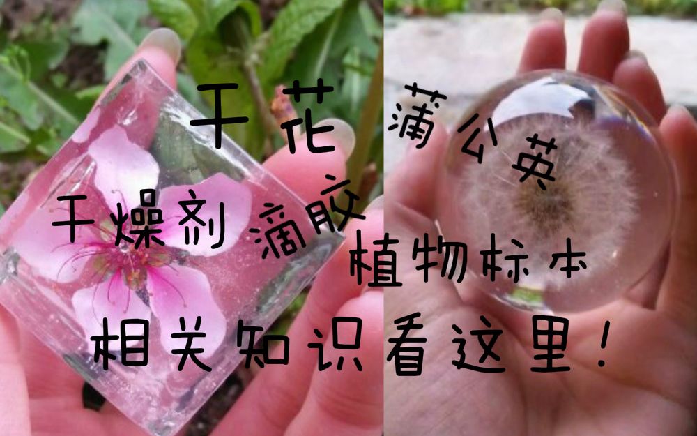 【滴胶】做滴胶干花相关知识~入坑萌新看这里!干货向视频!哔哩哔哩bilibili