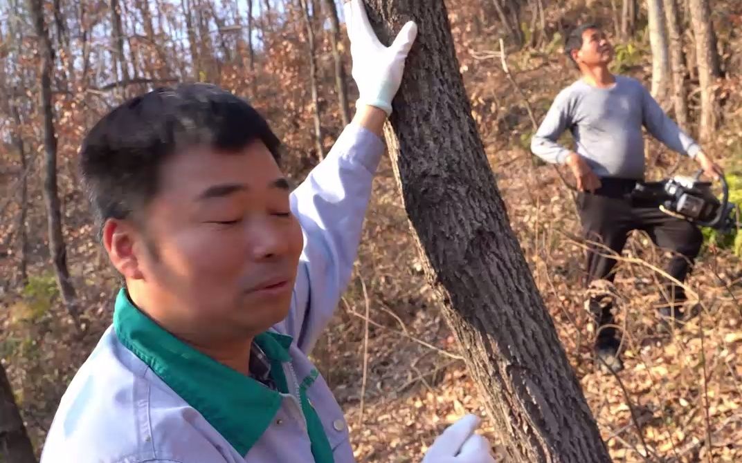 [图]乔康药业灵芝溯源（二）