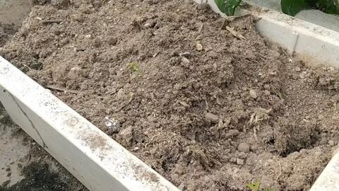 家庭种菜 分享2种安全简单的土壤消毒方法 不用农药 杀虫剂 哔哩哔哩 Bilibili