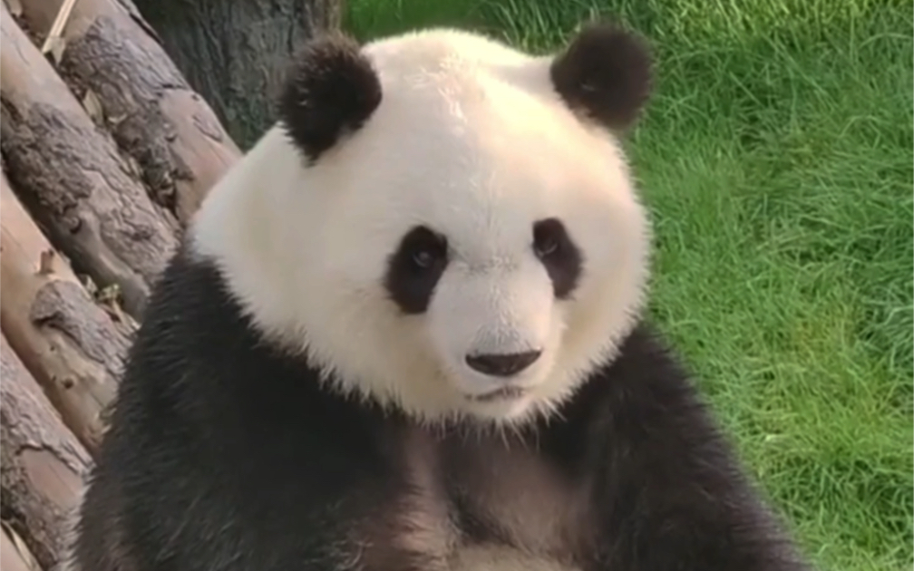 大熊猫七巧,标准蓬蓬脸,白净又漂亮(窝头吃出人情世故的小熊)妈妈是