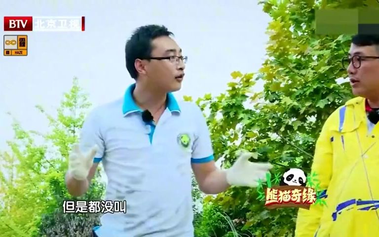 [图]熊猫奇缘：冰冰和哥哥首次见面，一会就玩到一块去，血缘真是奇妙