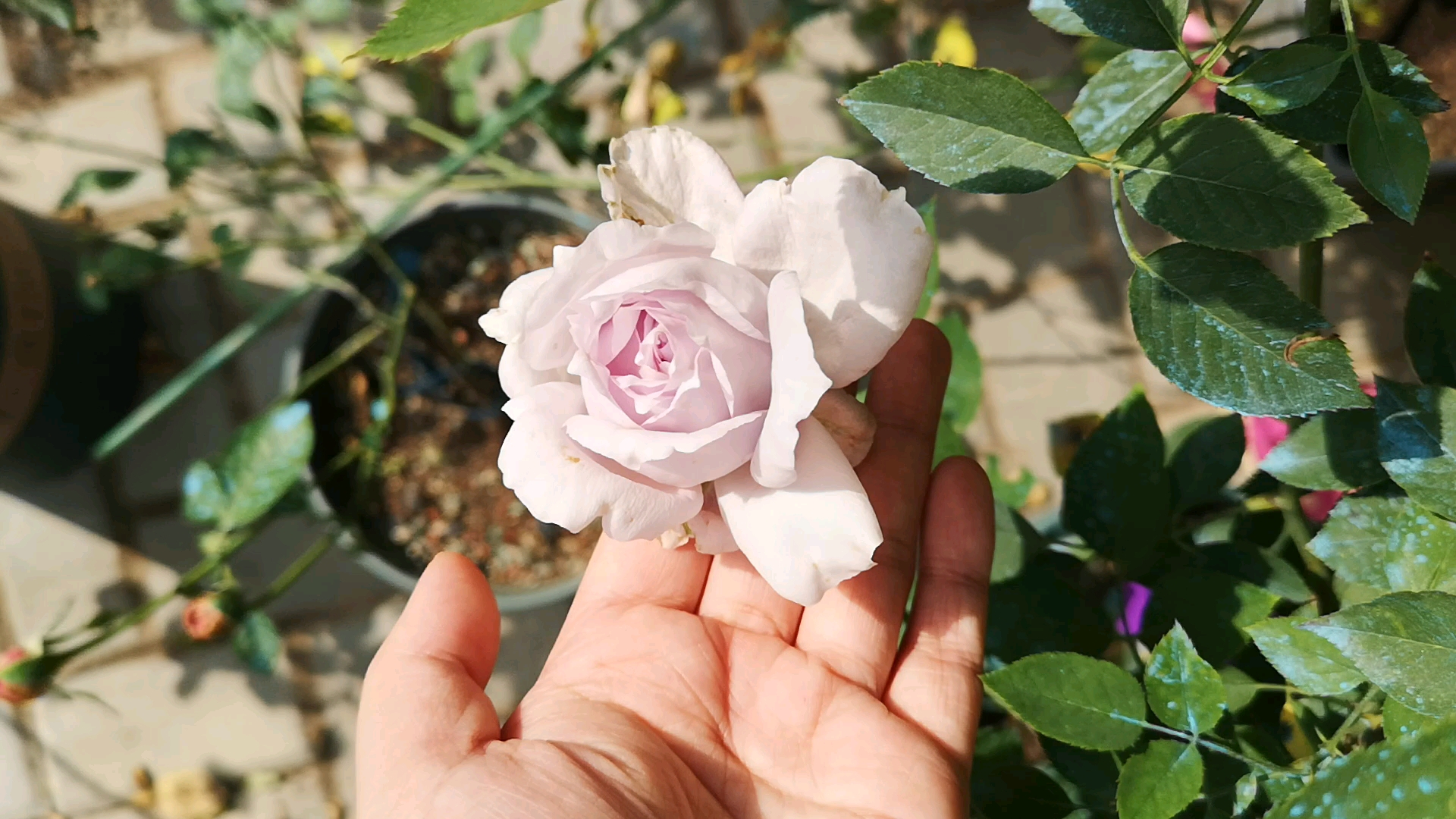 一朵硕大的路西法月季