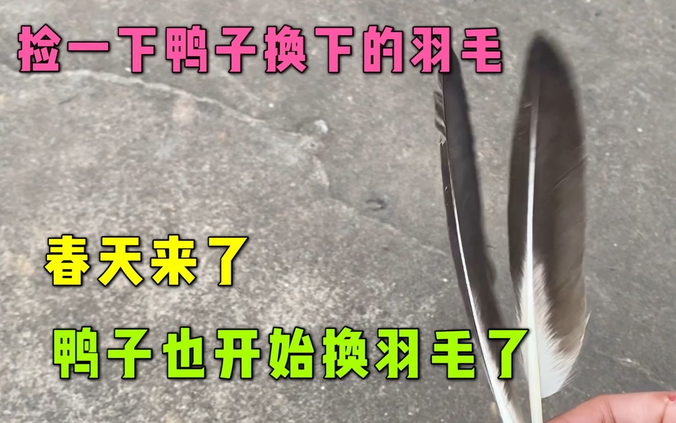 春天来了鸭子也开始换毛了,捡一下鸭子换下来的羽毛哔哩哔哩bilibili