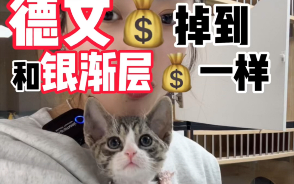 德文卷毛猫的价格居然掉到和银渐层一样了哔哩哔哩bilibili