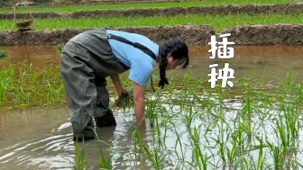 Download Video: 嫩绿的秧苗，一片希望的田野，把秧苗插进田野里，期待在未来的日子里能收获满满