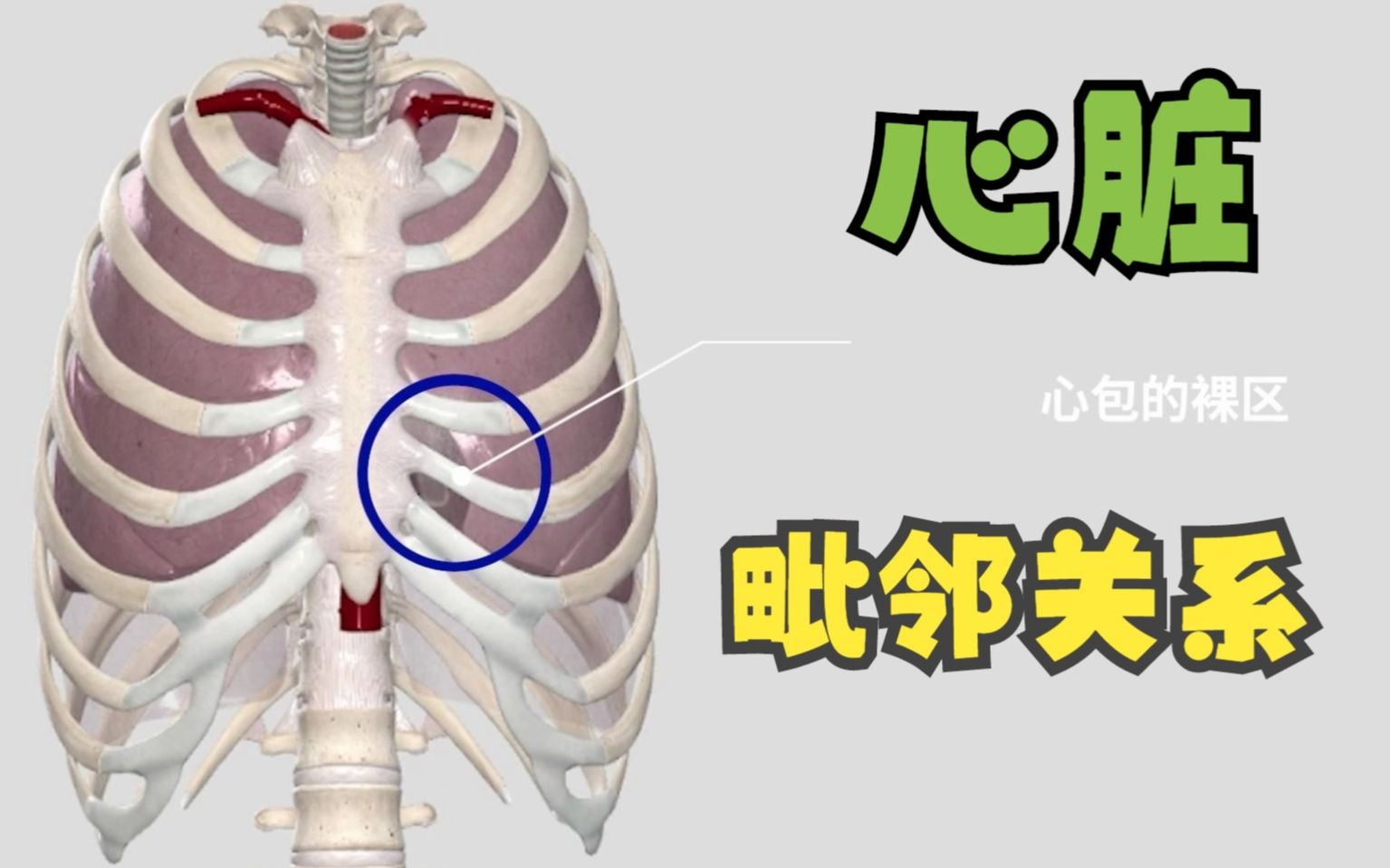 [医学3D]心脏的位置,毗邻的关系哔哩哔哩bilibili