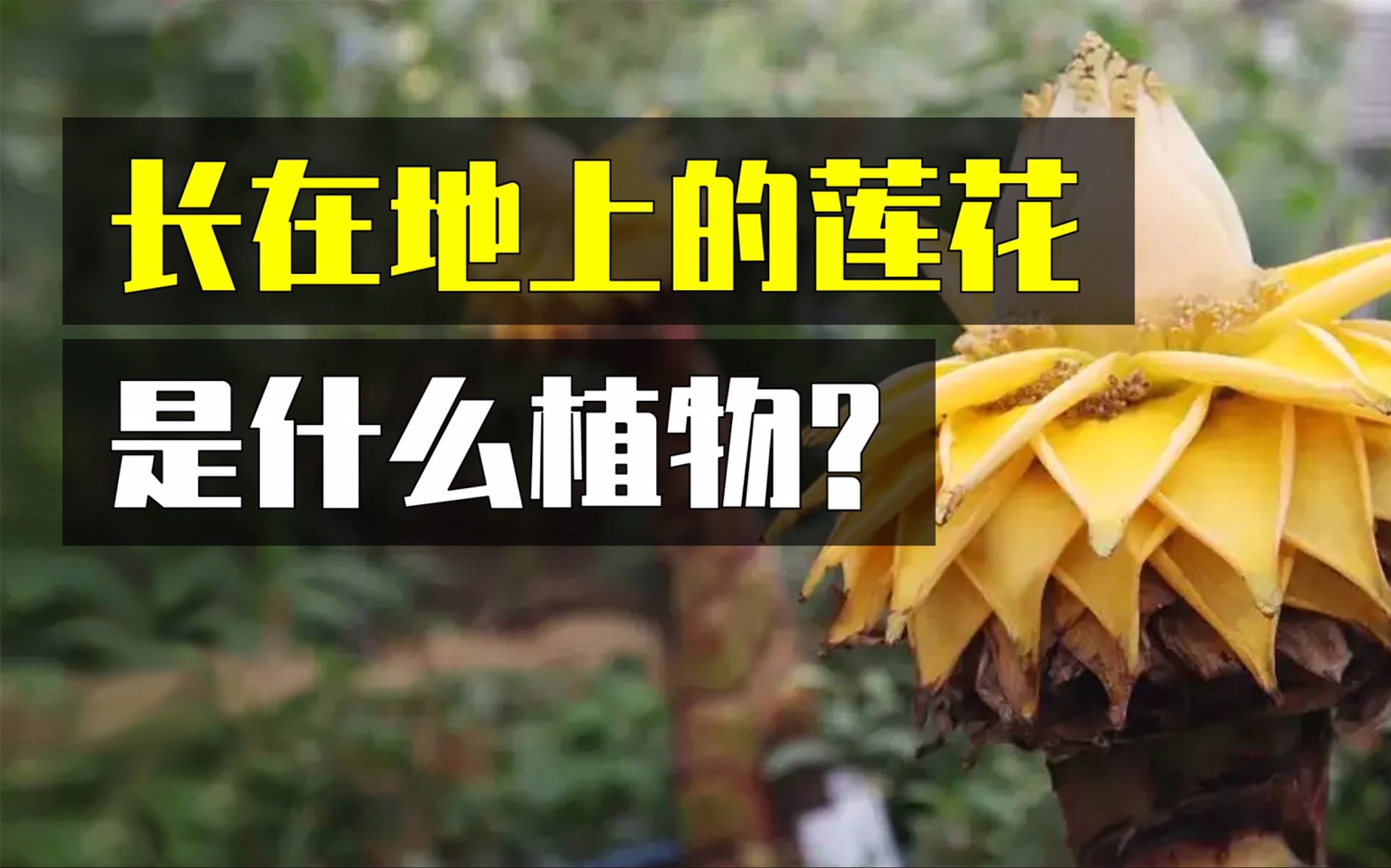 长在地上的莲花是什么植物?哔哩哔哩bilibili