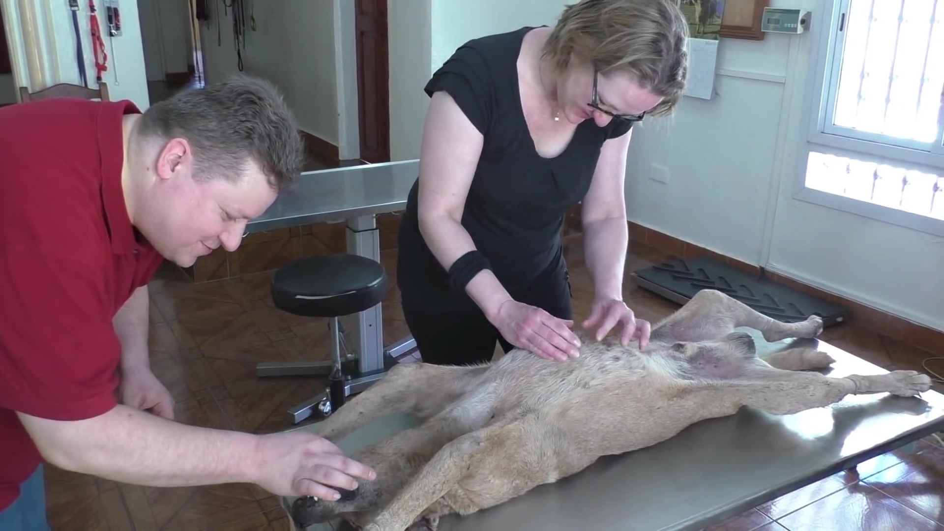 志愿者帮助狗狗去除芒果蝇