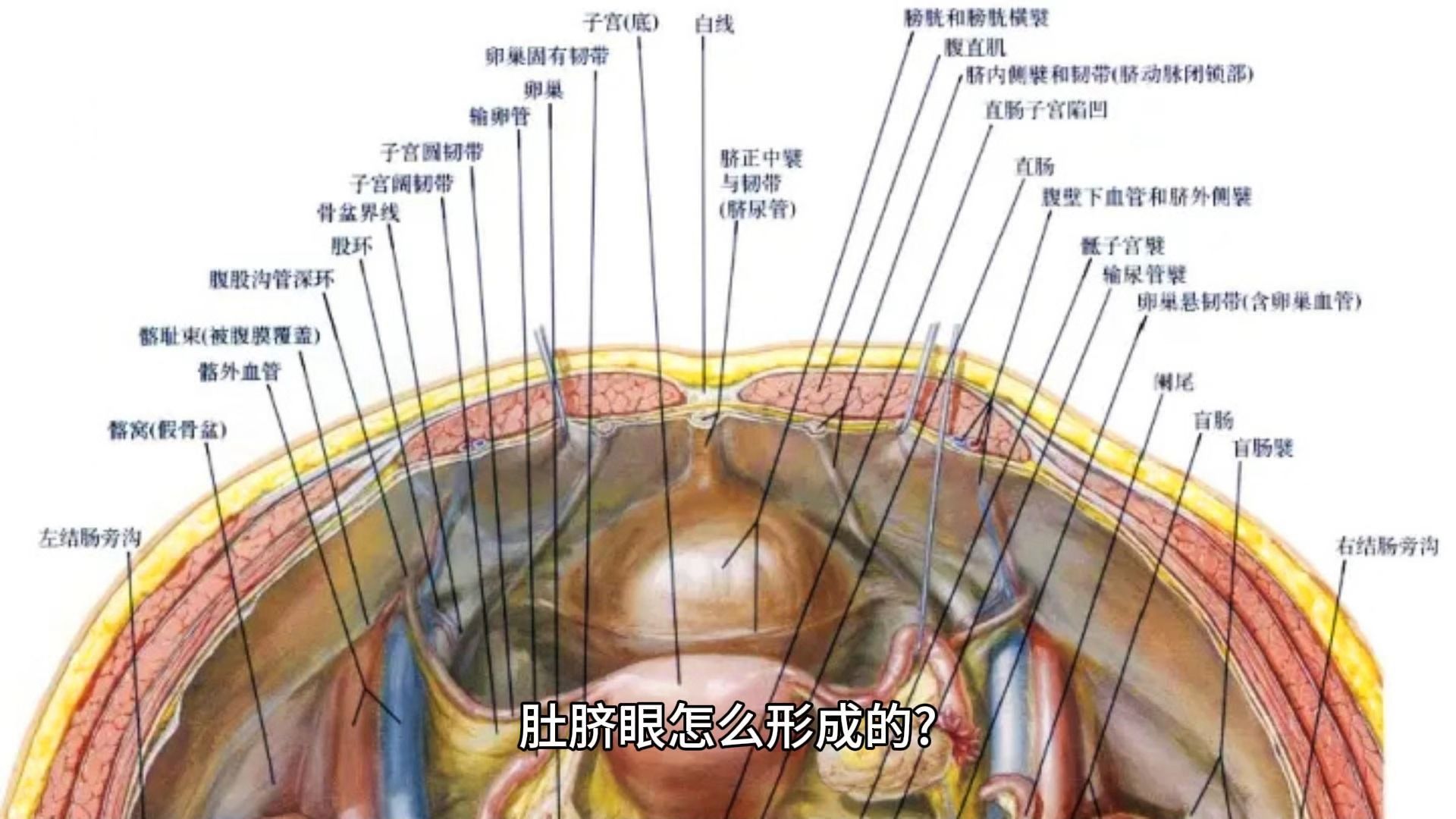 肚脐眼怎么形成的?