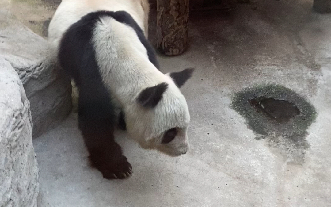 【大熊猫吉妮】吉娘娘~(20.10.16)「观察动物10」