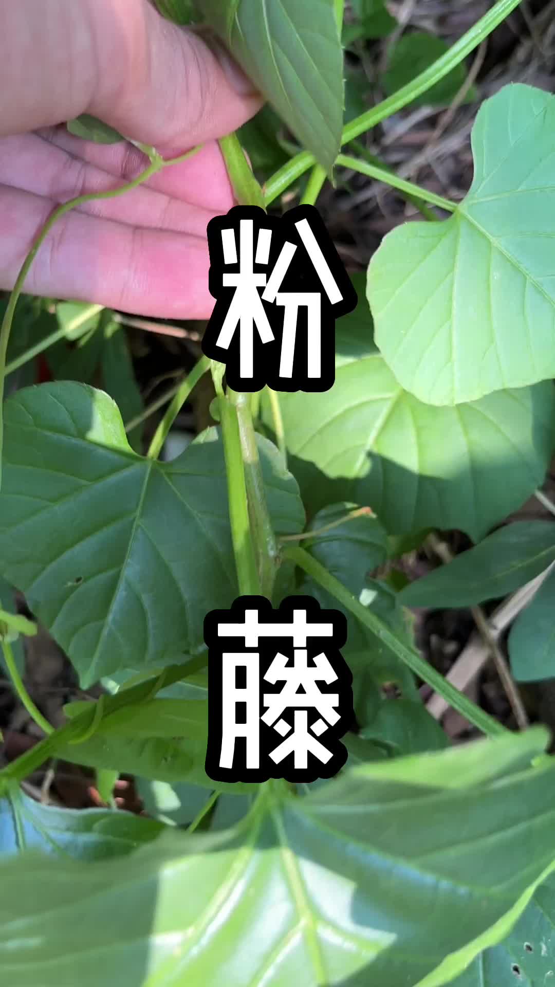 这种青草叫做粉藤#青草#潮汕#三农#助农哔哩哔哩bilibili