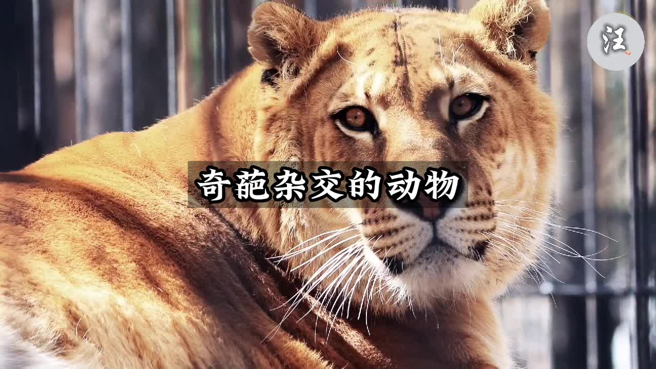 不同动物之间杂交后的后代是啥样的?#科普 #狮虎兽 #杂交动物
