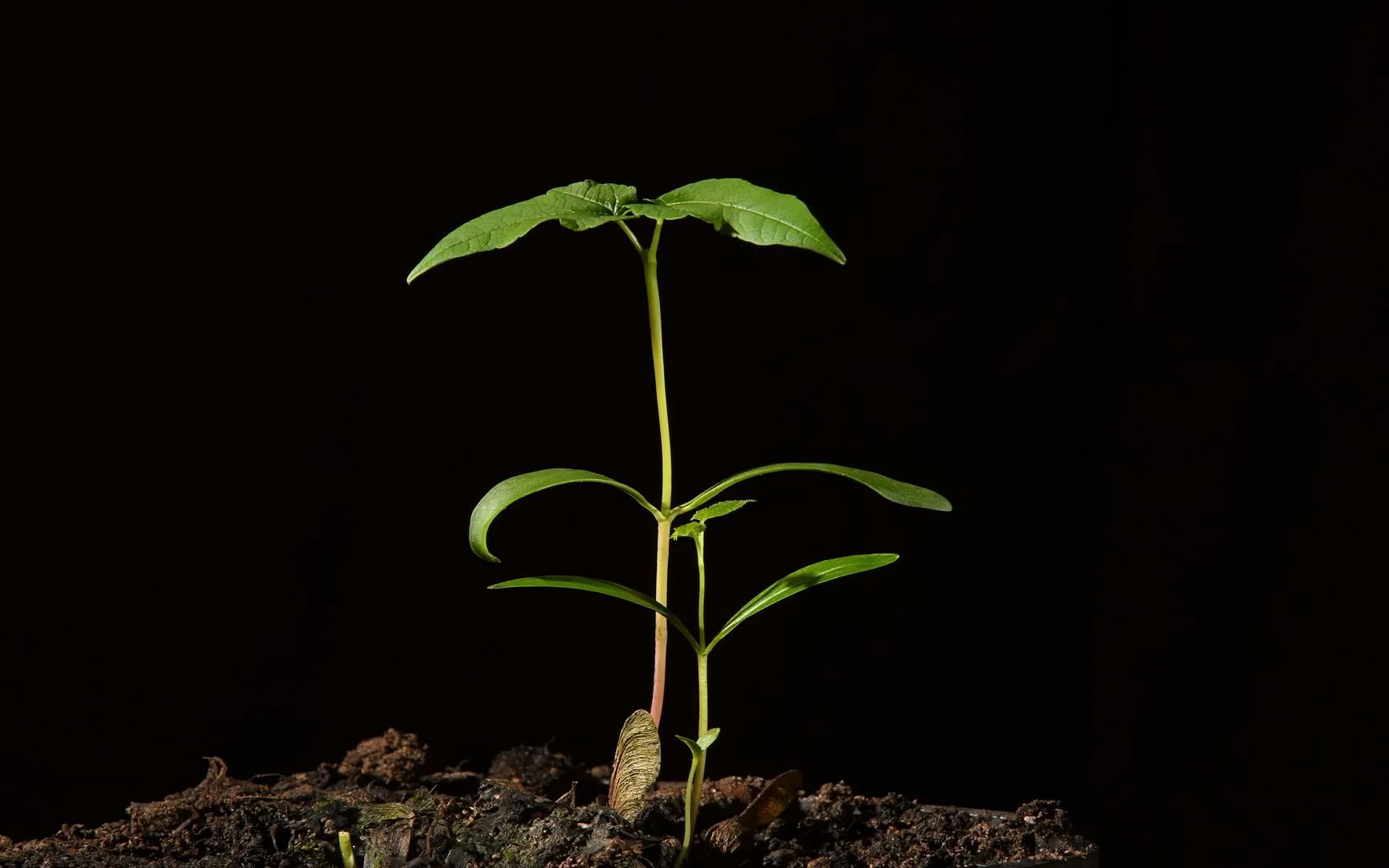 悬铃木幼苗的生长和发育