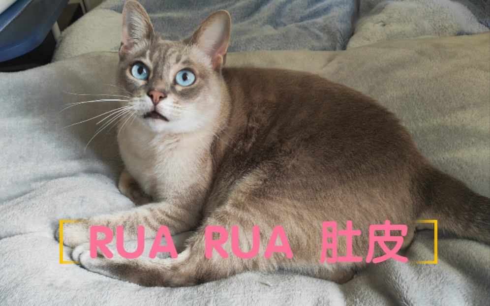 揉揉小肚子RUA!哔哩哔哩bilibili