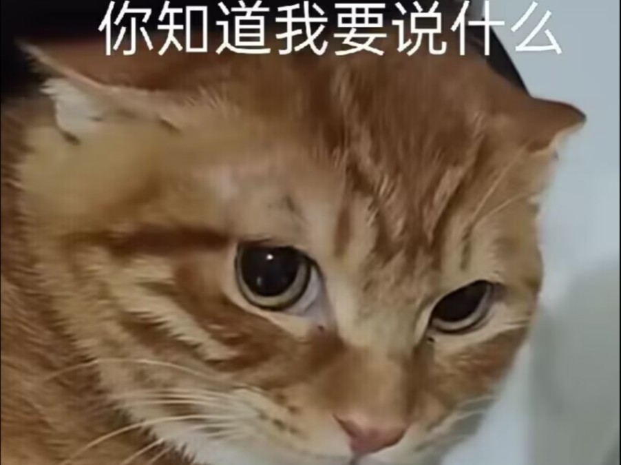 爱猫TV之做猫好难哔哩哔哩bilibili