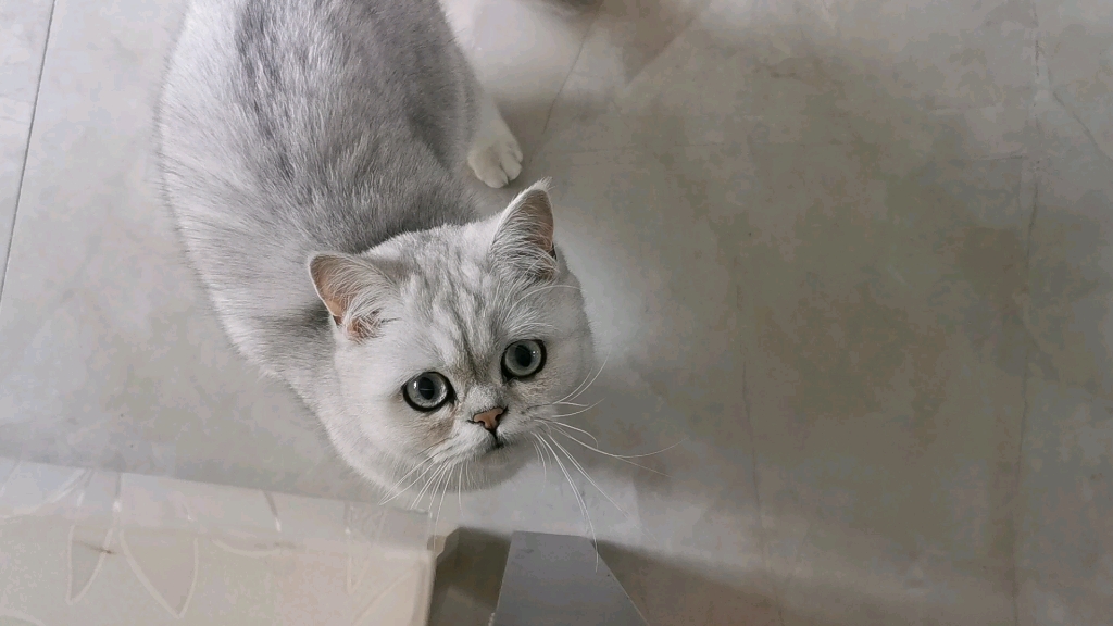 下垂眼的小猫咪时时刻刻都在委委屈屈