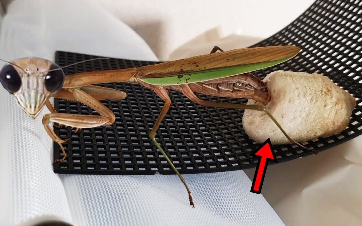 我的宠物螳螂终于下蛋了, 惊人的产卵过程,见证历史性的一刻!