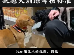 Download Video: 精神抚慰犬训练考核标准