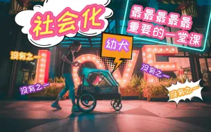 Télécharger la video: 社会化！幼犬期最最最最最最重要的一堂课！没有之一！错过抱憾终身啊！