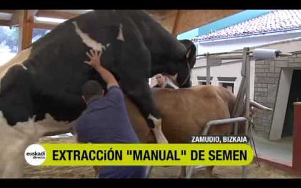 [图]真实记录给世界上最壮的牛人工配种的全过程，生物科技太🐂🍺了！